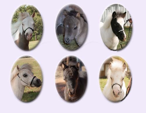 WeeOkie's 2011 Foals